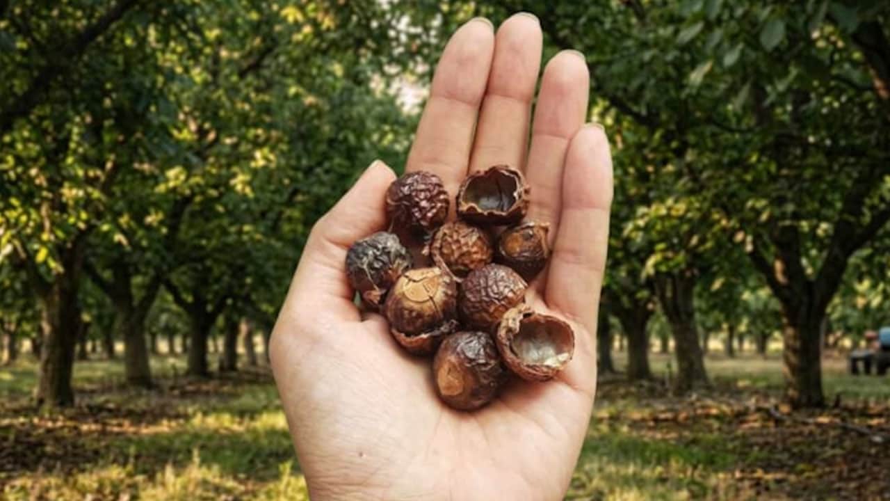 Foto - 1 kere eken 90 yıl hasat ediyor: Suya değdiği zaman ilaç kadar etkili oluyor... Sabun cevizini asla yeme