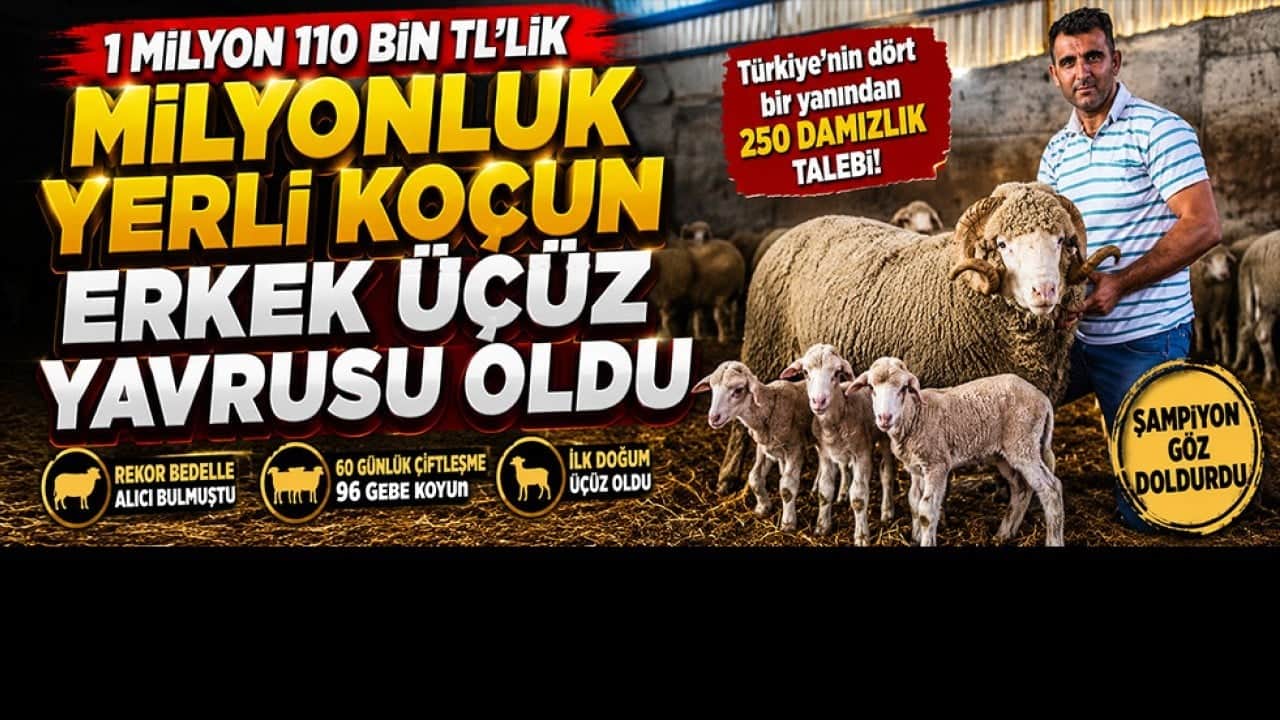 1 milyon 110 bin liralık "Şampiyon" ilk yavrularını verdi! Üçüzle başladı