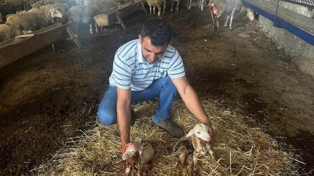 Foto - 1 milyon 110 bin liralık "Şampiyon" ilk yavrularını verdi! Üçüzle başladı