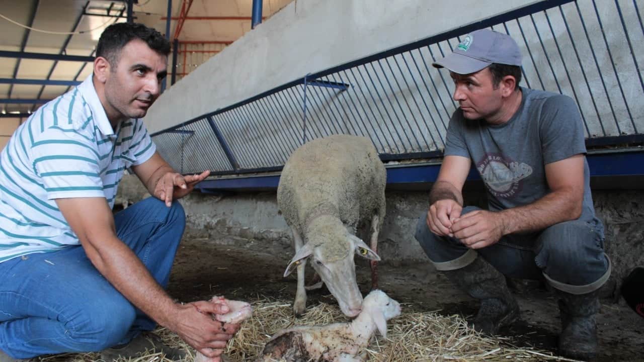 Foto - 1 milyon 110 bin liralık "Şampiyon" ilk yavrularını verdi! Üçüzle başladı