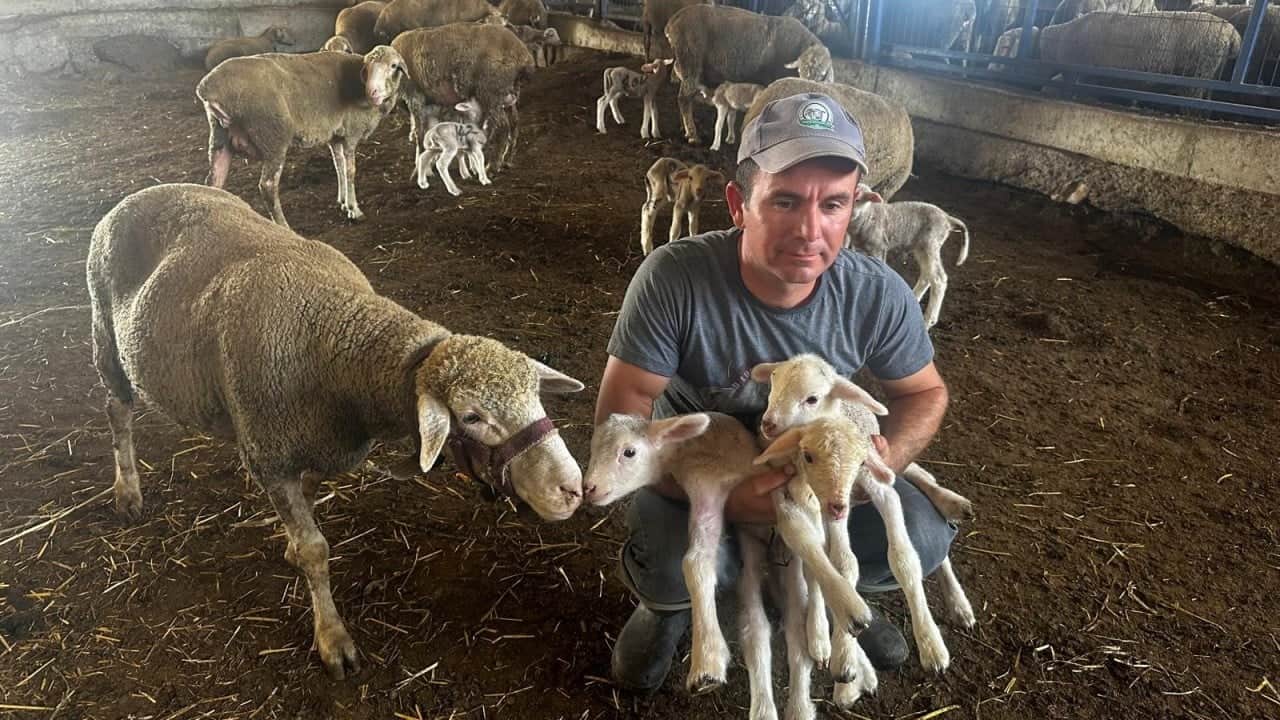 Foto - 1 milyon 110 bin liralık "Şampiyon" ilk yavrularını verdi! Üçüzle başladı