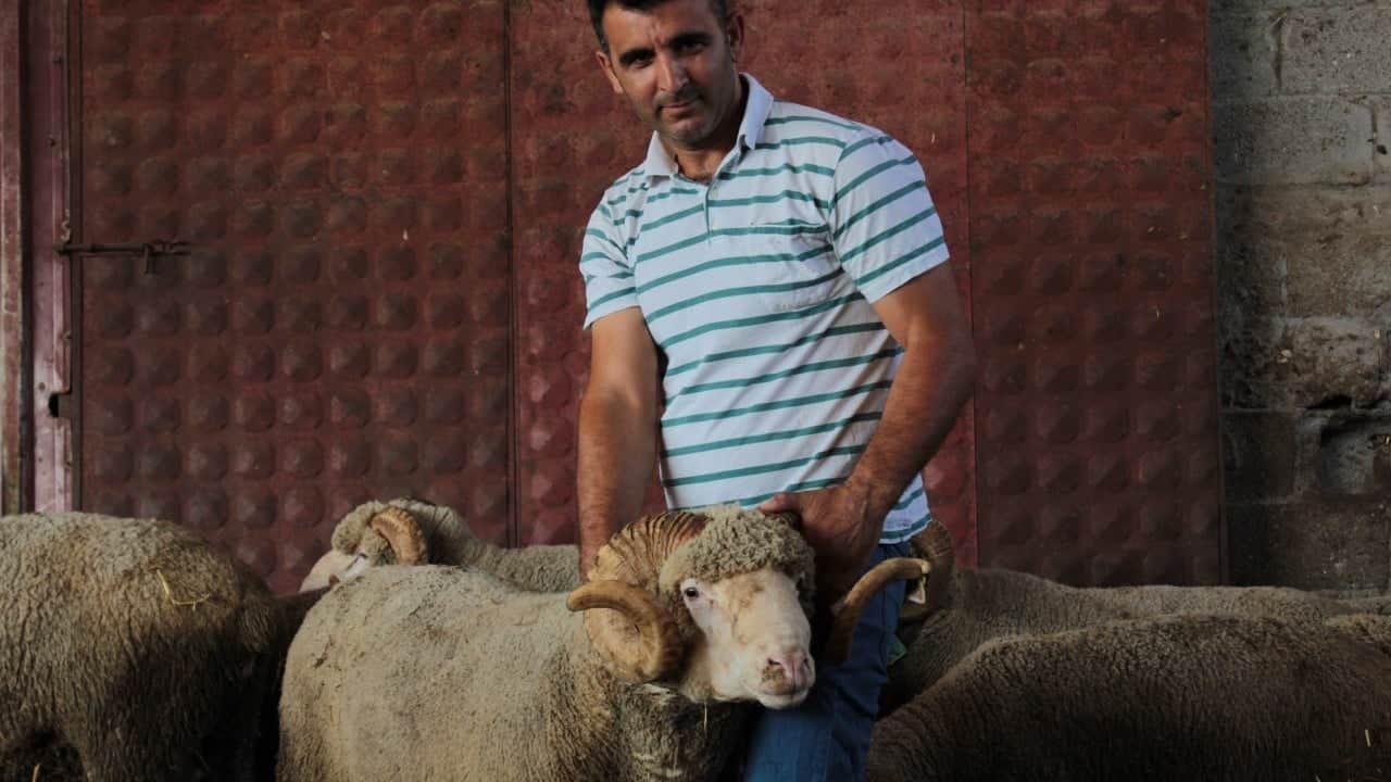 Foto - 1 milyon 110 bin liralık "Şampiyon" ilk yavrularını verdi! Üçüzle başladı