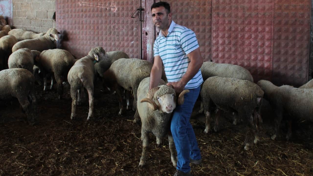 Foto - 1 milyon 110 bin liralık "Şampiyon" ilk yavrularını verdi! Üçüzle başladı