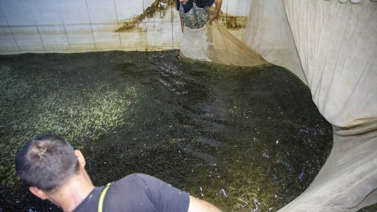 Foto - 1 milyondan fazlası yola çıktı Ankara’ya balık akını başladı