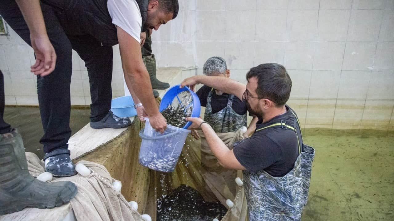 Foto - 1 milyondan fazlası yola çıktı Ankara’ya balık akını başladı