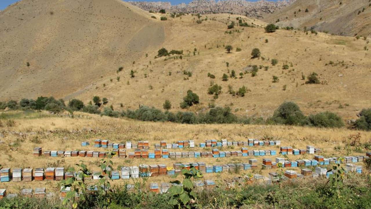 Foto - 10 kovanla başladı, 450 kovana ulaştı! Şırnak'tan Londra’ya başarı hikayesi