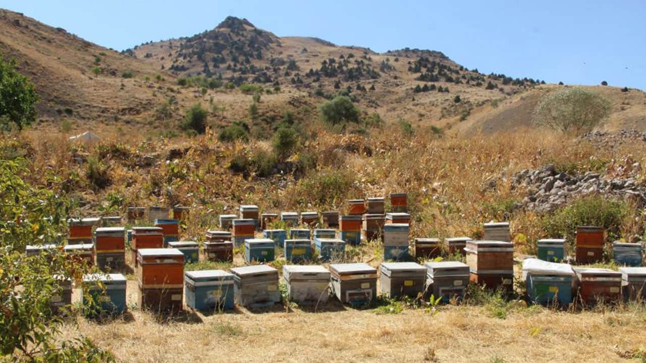 Foto - 10 kovanla başladı, 450 kovana ulaştı! Şırnak'tan Londra’ya başarı hikayesi