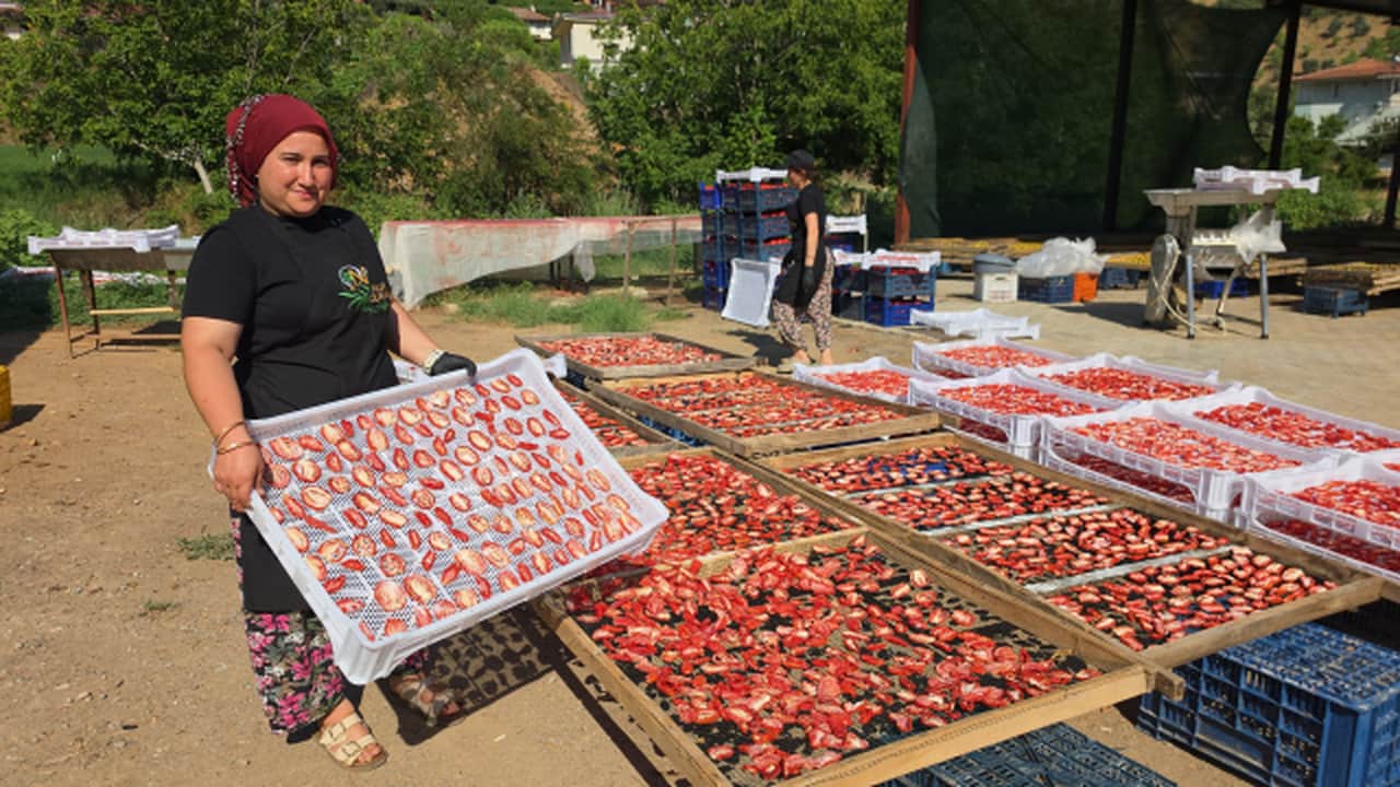 Foto - 10 sene önce keşfetti! Babasının verdiği üç çuval incirle başladı, şimdi bütün dünyaya yayılıyor