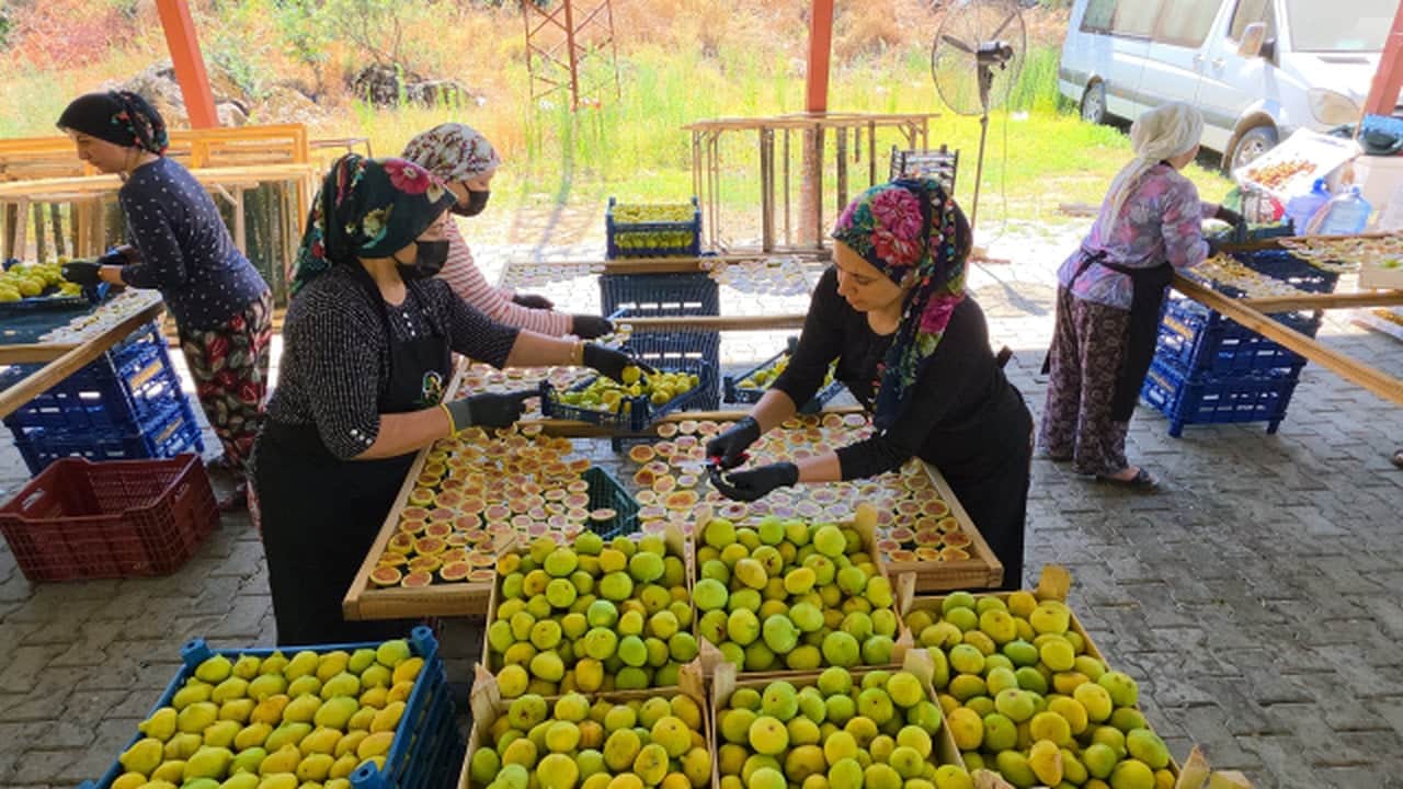 Foto - 10 sene önce keşfetti! Babasının verdiği üç çuval incirle başladı, şimdi bütün dünyaya yayılıyor