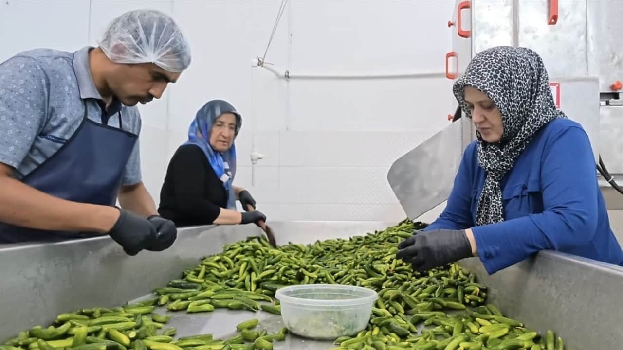 Foto - 10 ton turşu ikram edilecek Ankara turşuya doyacak