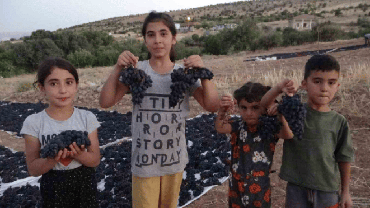 Foto - 1000 rakımda kurutuyorlar: Kilosu 600 liradan satılıyor!