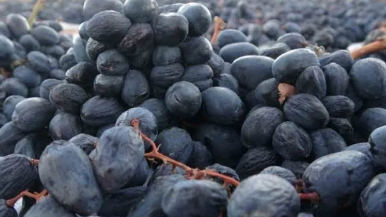 Foto - 1000 rakımda kurutuyorlar: Kilosu 600 liradan satılıyor!