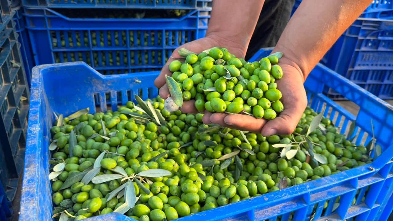 11 kilo zeytinden 1 litre çıkıyor! Avrupalılar şifa niyetine bu yağı içiyor