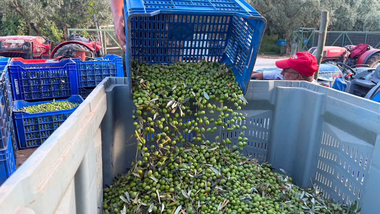 Foto - 11 kilo zeytinden 1 litre çıkıyor! Avrupalılar şifa niyetine bu yağı içiyor