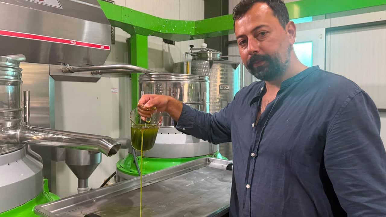 Foto - 11 kilo zeytinden 1 litre çıkıyor! Avrupalılar şifa niyetine bu yağı içiyor