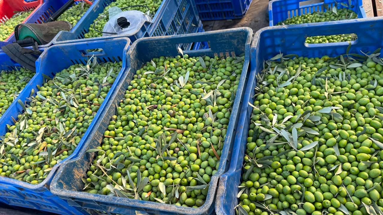 Foto - 11 kilo zeytinden 1 litre çıkıyor! Avrupalılar şifa niyetine bu yağı içiyor