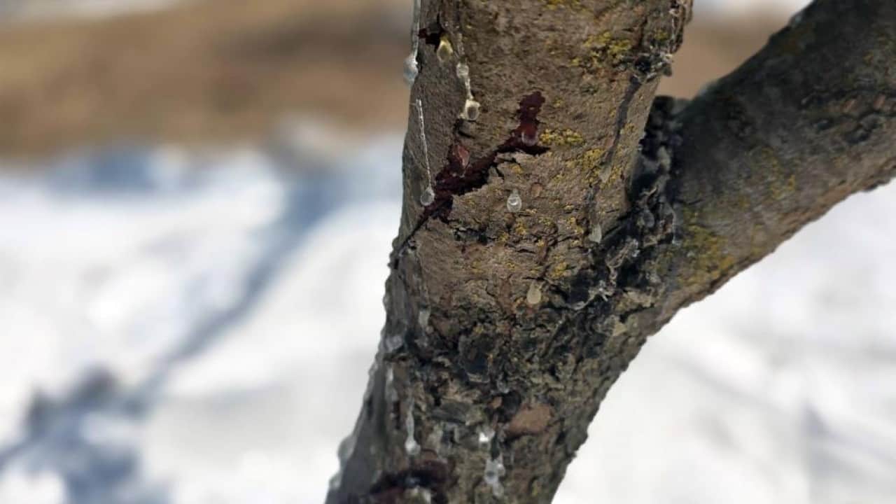 Foto - 11 yıl sonra ilk hasat kilosu 50 bin liradan satılıyor
