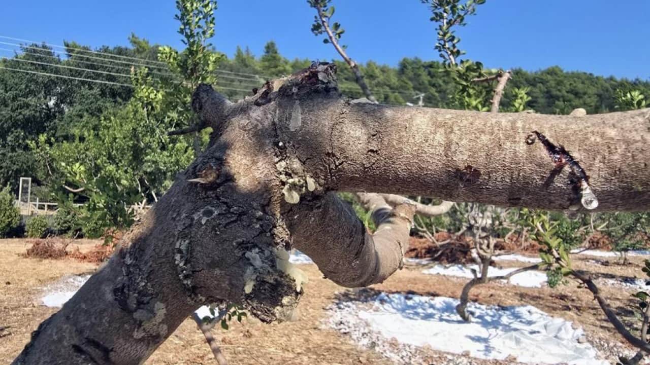 Foto - 11 yıl sonra ilk hasat kilosu 50 bin liradan satılıyor
