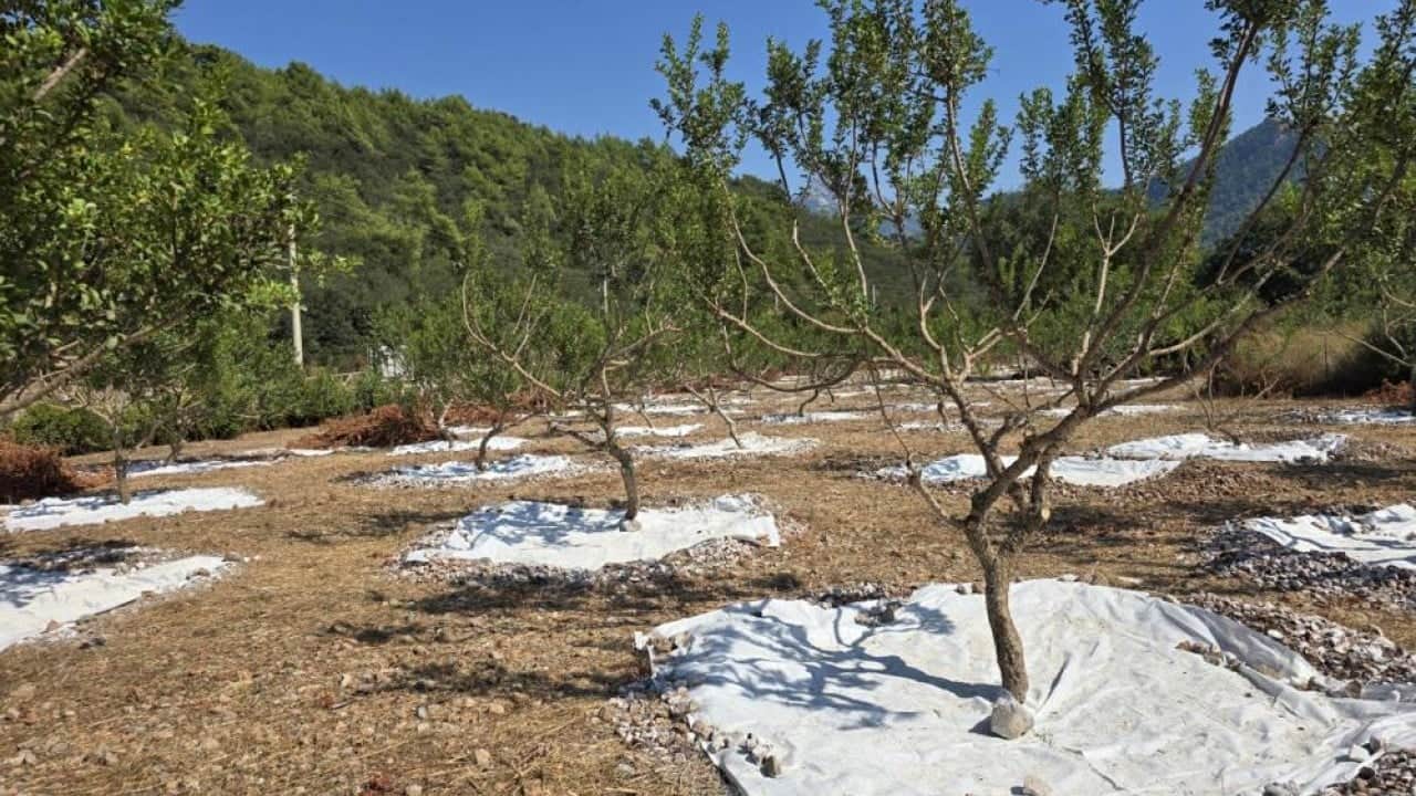 Foto - 11 yıl sonra ilk hasat kilosu 50 bin liradan satılıyor