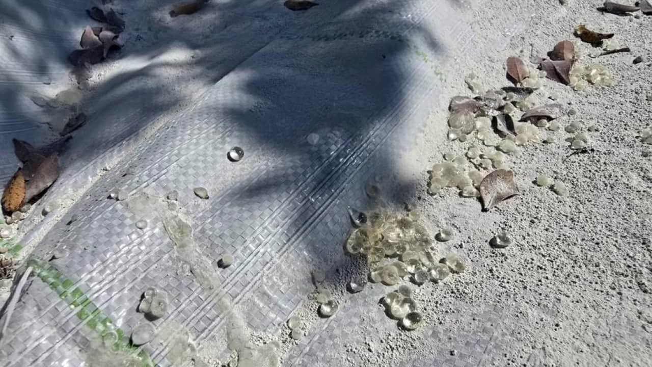 Foto - 11 yıl sonra ilk hasat kilosu 50 bin liradan satılıyor