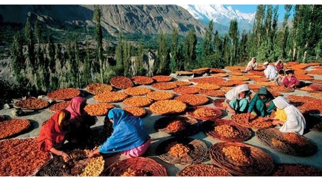 Foto - 120 yıldan fazla yaşıyorlar: "Dünyanın en sağlıklı halkı" denilen Hunza Türkleri her gün bu meyveyi yiyor
