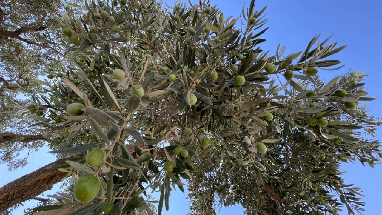 Foto - 13 asırlık zeytin ağacı ‘Cudi’ meyve vermeyi sürdürüyor