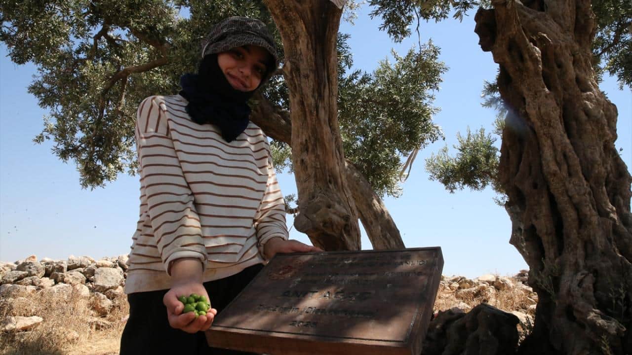Foto - 13 asırlık zeytin ağacı ‘Cudi’ meyve vermeyi sürdürüyor