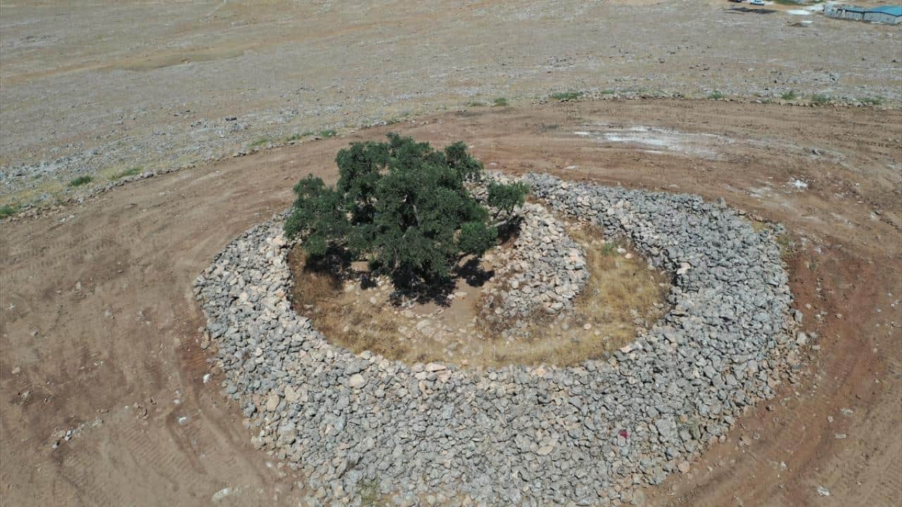 Foto - 13 asırlık zeytin ağacı ‘Cudi’ meyve vermeyi sürdürüyor