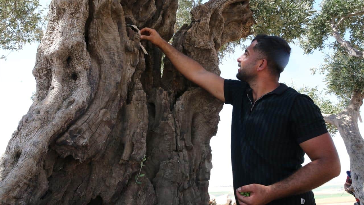 Foto - 13 asırlık zeytin ağacı ‘Cudi’ meyve vermeyi sürdürüyor