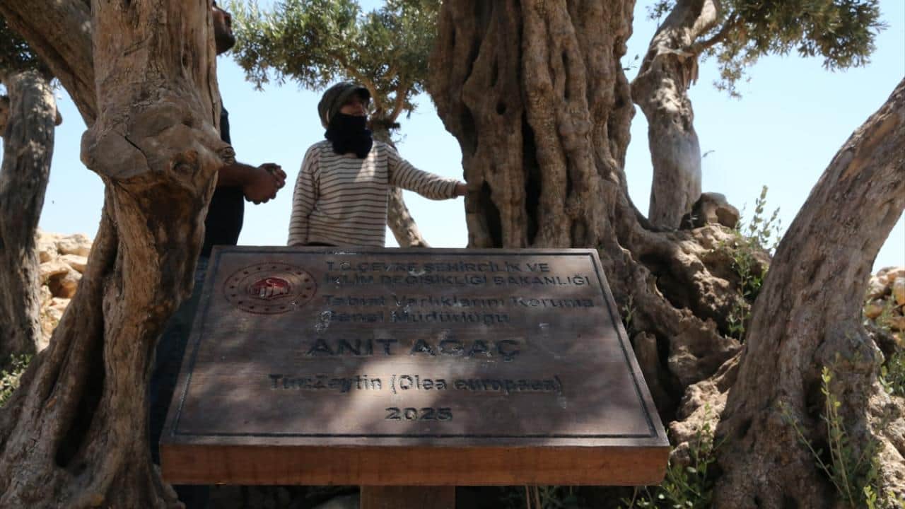 Foto - 13 asırlık zeytin ağacı ‘Cudi’ meyve vermeyi sürdürüyor