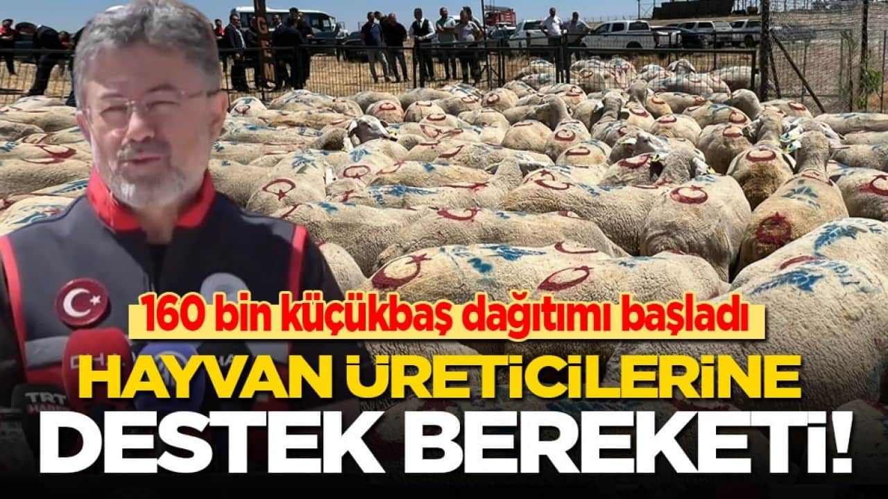 160 bin küçükbaş dağıtımı başladı! Hayvan üreticilerine destek bereketi