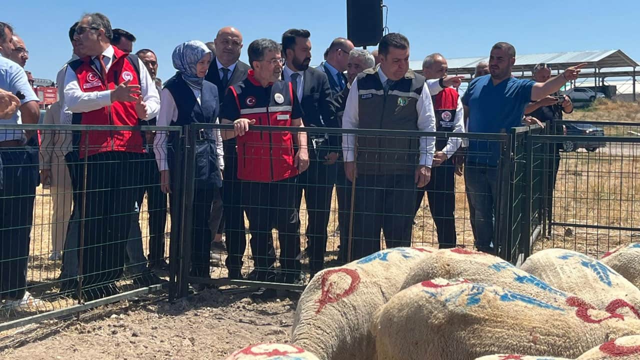 Foto - 160 bin küçükbaş dağıtımı başladı! Hayvan üreticilerine destek bereketi