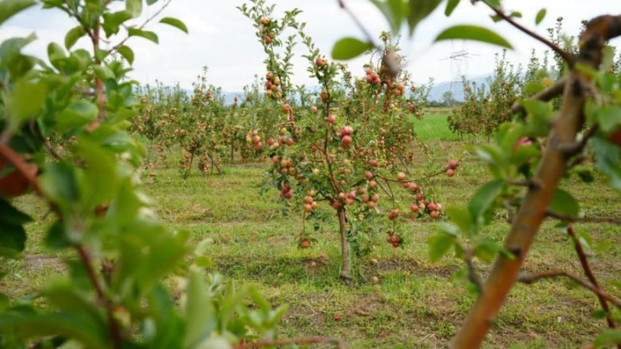 Foto - 2 bin yıldır tadı değişmedi! Amasya'nın misket elmasında dev rekolte
