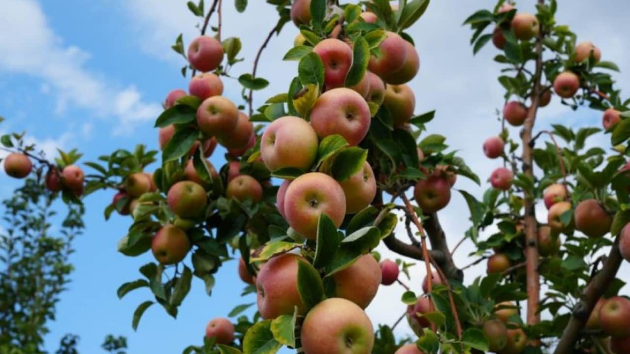 Foto - 2 bin yıldır tadı değişmedi! Amasya'nın misket elmasında dev rekolte