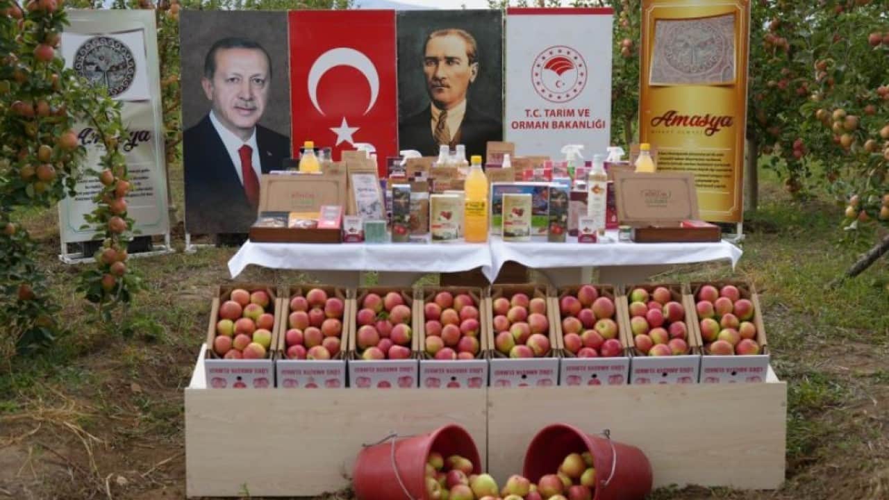 Foto - 2 bin yıldır tadı değişmedi! Amasya'nın misket elmasında dev rekolte