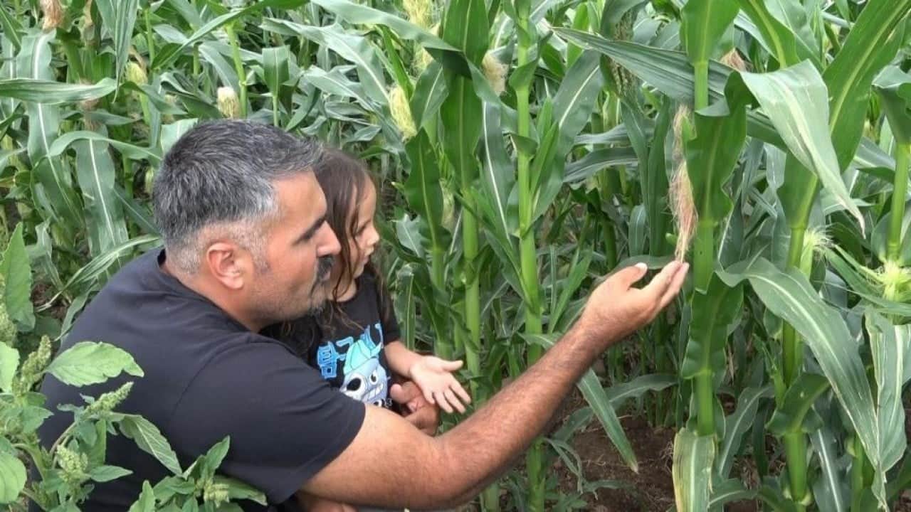 20 yıl sonra memleketine döndü Ata tohumunu çoğaltmayı başardı