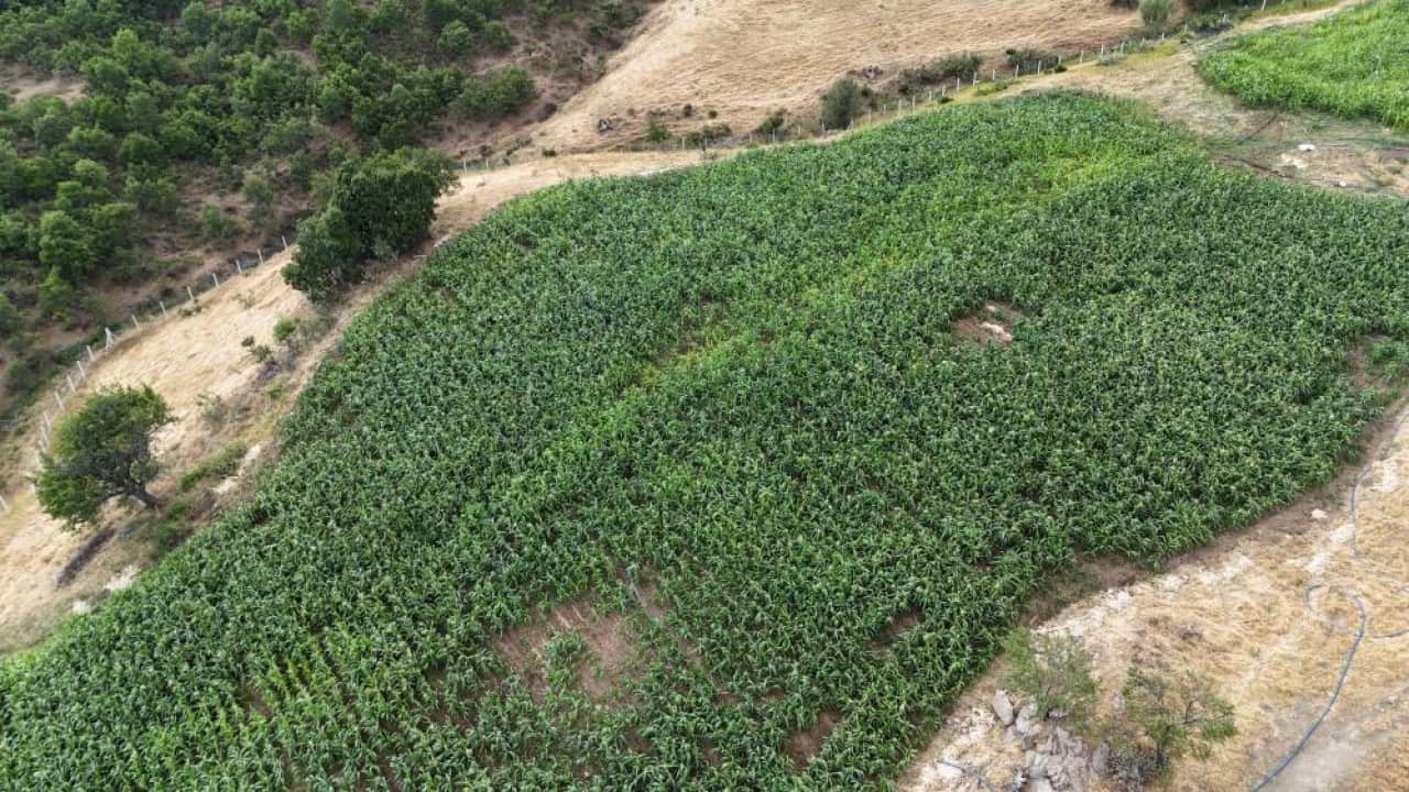 Foto - 20 yıl sonra memleketine döndü Ata tohumunu çoğaltmayı başardı