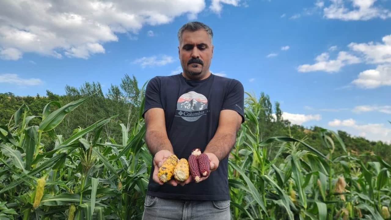 Foto - 20 yıl sonra memleketine döndü Ata tohumunu çoğaltmayı başardı