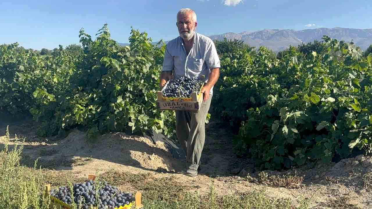 Foto - 200 liradan alıcı buluyor: Cimin üzümü hasadı başladı!