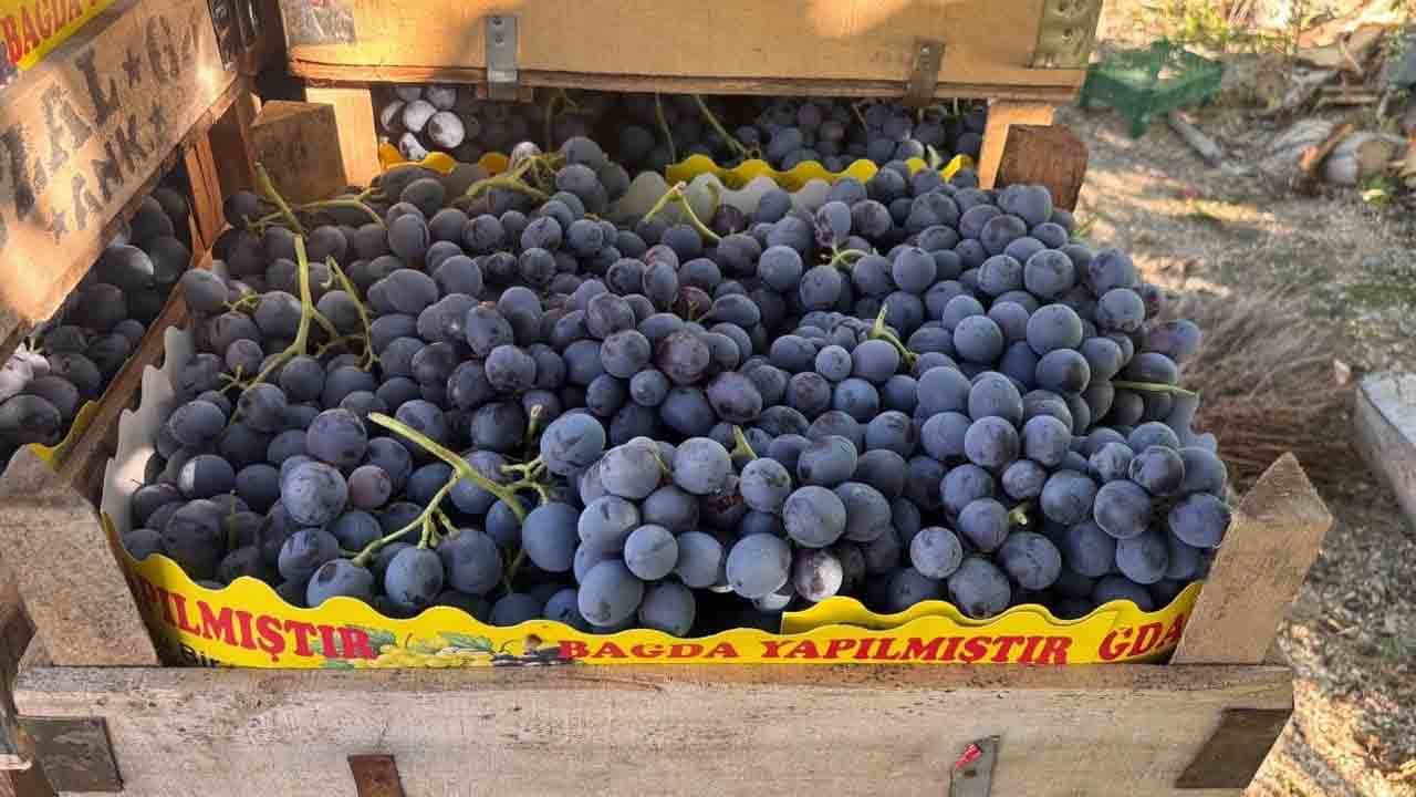 Foto - 200 liradan alıcı buluyor: Cimin üzümü hasadı başladı!