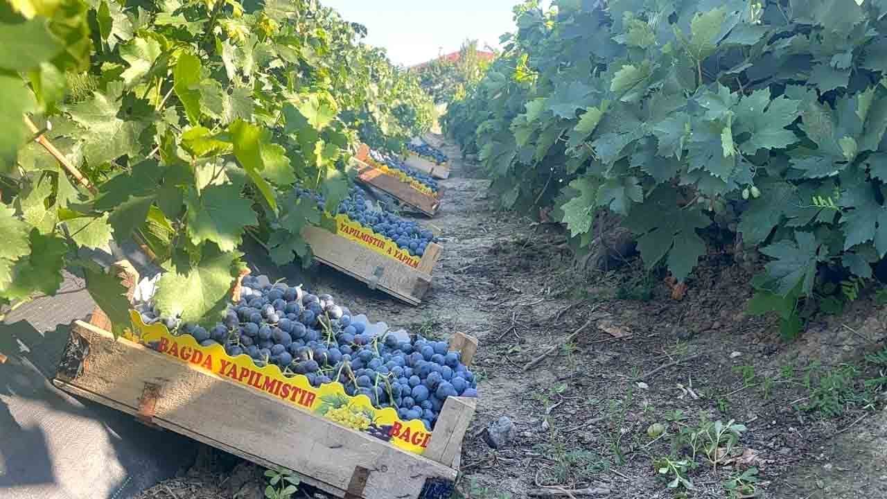 200 liradan alıcı buluyor: Cimin üzümü hasadı başladı!