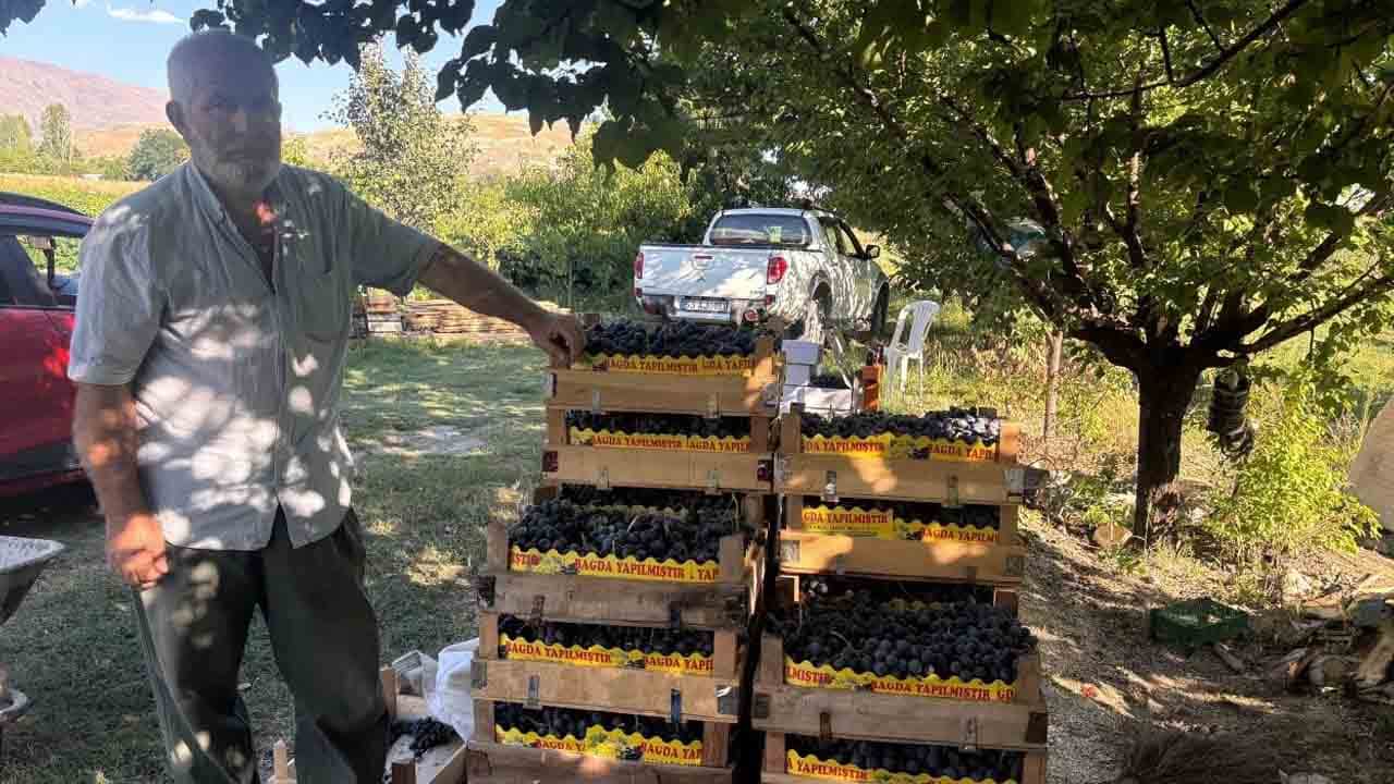 Foto - 200 liradan alıcı buluyor: Cimin üzümü hasadı başladı!