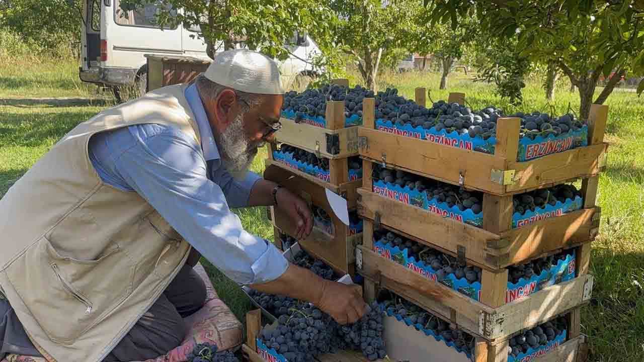 Foto - 200 liradan alıcı buluyor: Cimin üzümü hasadı başladı!