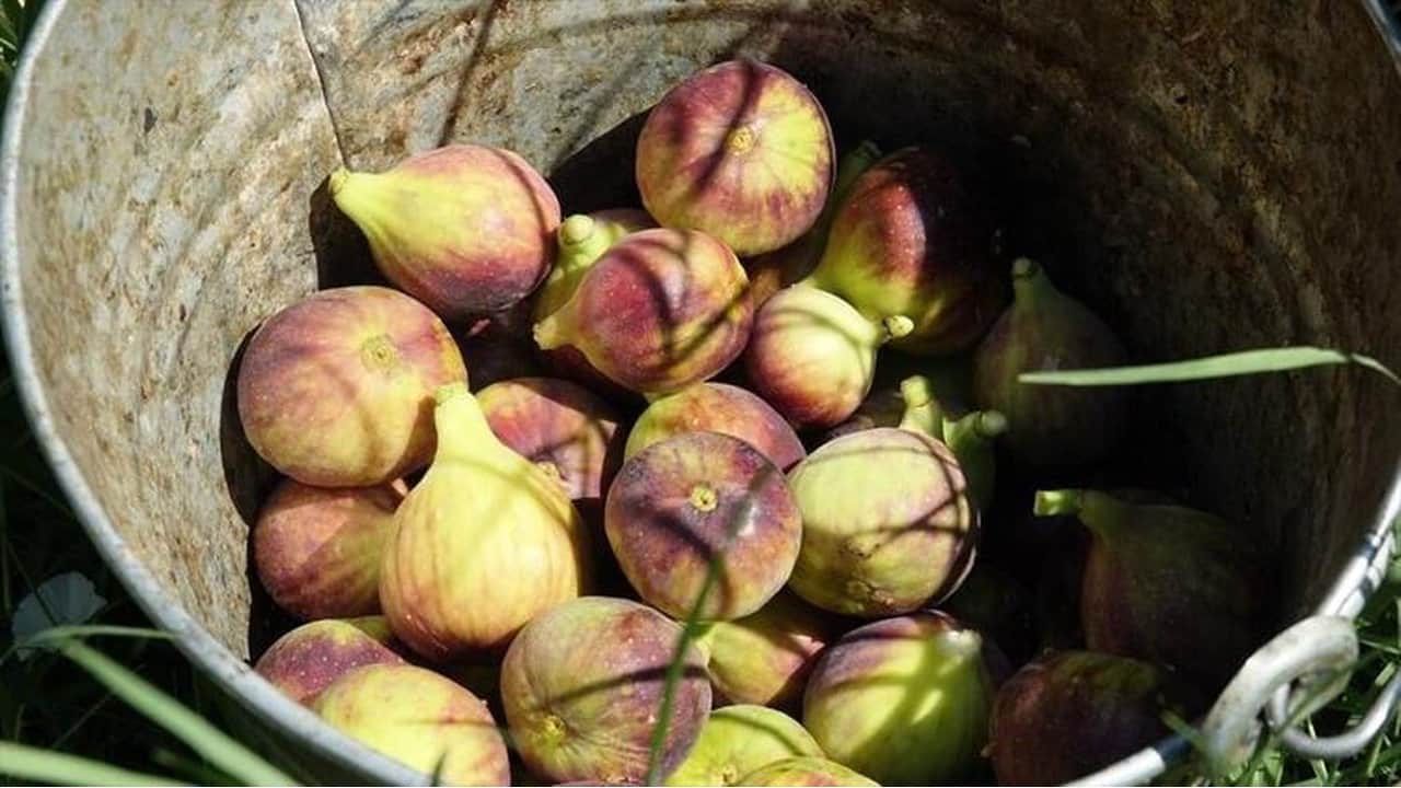 Foto - 25 bin ata mirası ağaçtan dökülüyor: Sadece bir ay tüketilebiliyor, kilosu resmen altınla yarışıyor