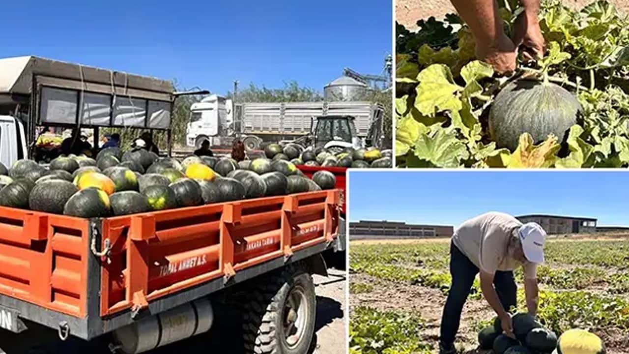 Foto - 3 kuşaktır ata tohumundan üretiliyor tam 35 yıldır satıyorlar.. O meyve tezgahtaki yerini aldı 