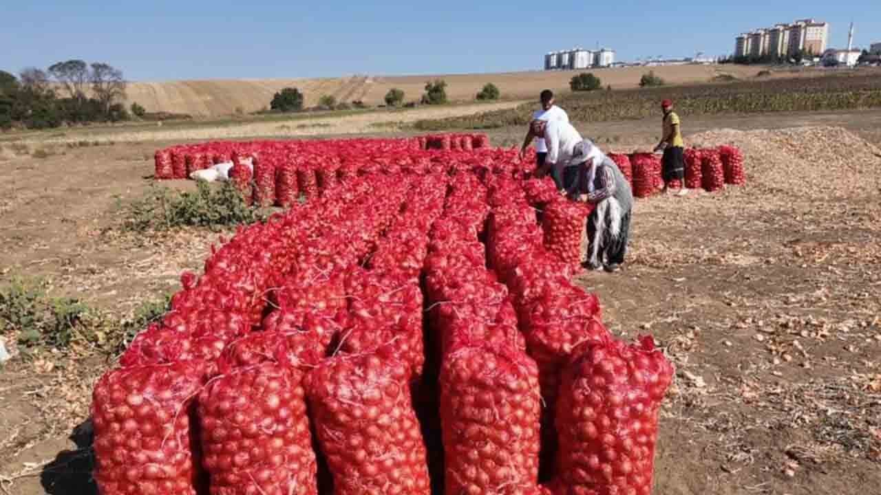 3 yıllık emeğin lezzeti: Tekirdağ soğanı dünya markası olma yolunda
