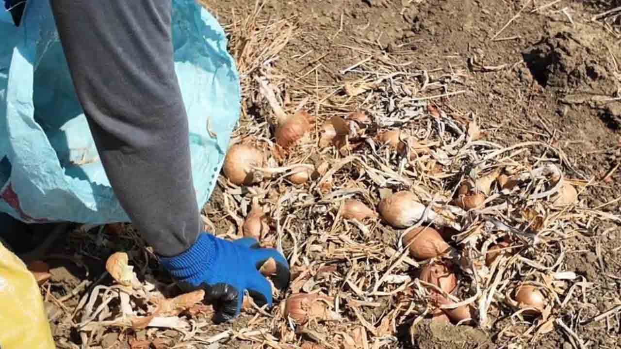 Foto - 3 yıllık emeğin lezzeti: Tekirdağ soğanı dünya markası olma yolunda