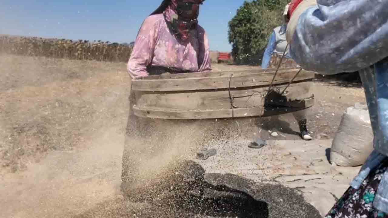 Foto - 3 yıllık emeğin lezzeti: Tekirdağ soğanı dünya markası olma yolunda