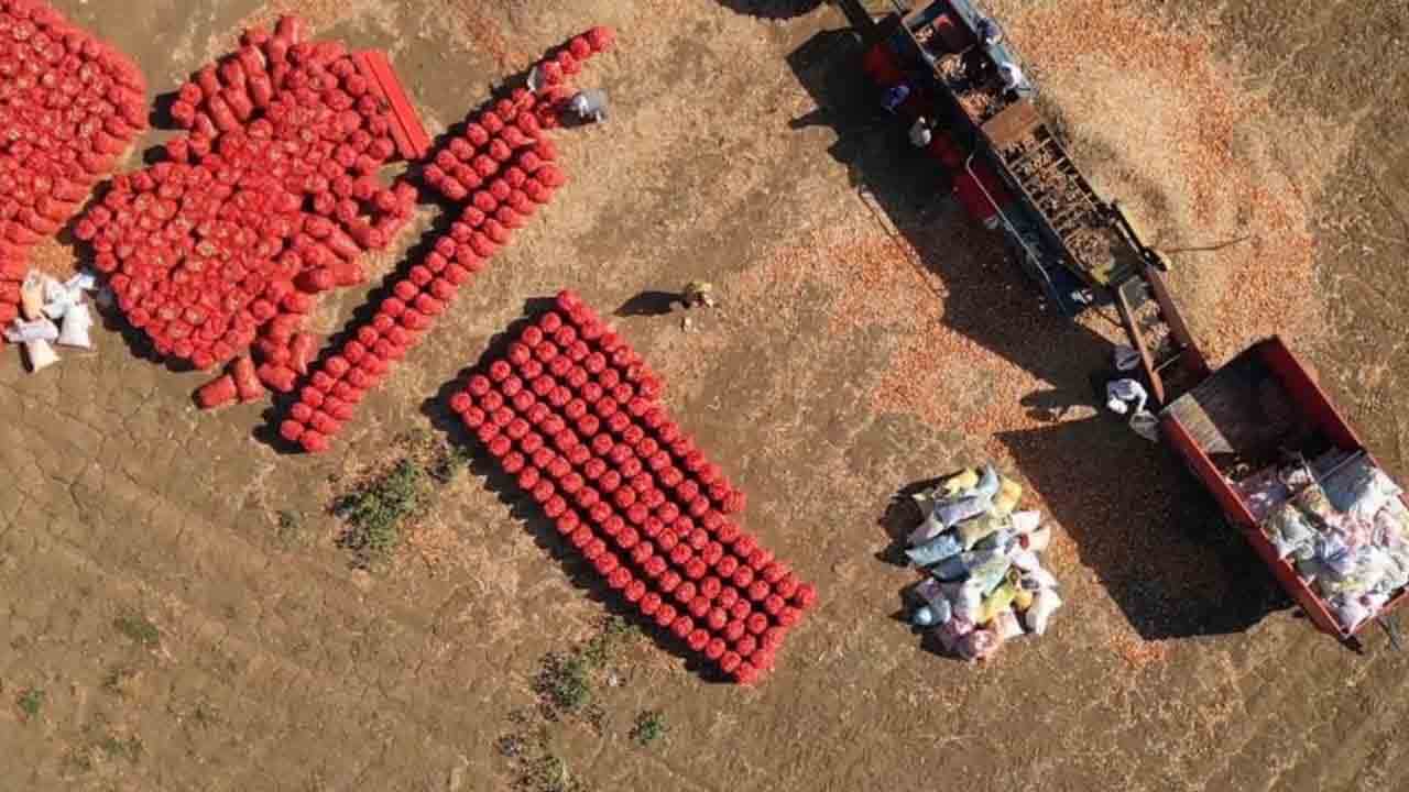Foto - 3 yıllık emeğin lezzeti: Tekirdağ soğanı dünya markası olma yolunda