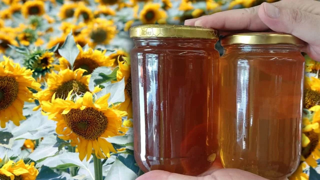 32 bin kovan kurup tüm dünyaya sattılar: Japonya ve Avrupa harıl harıl bu balı arıyor